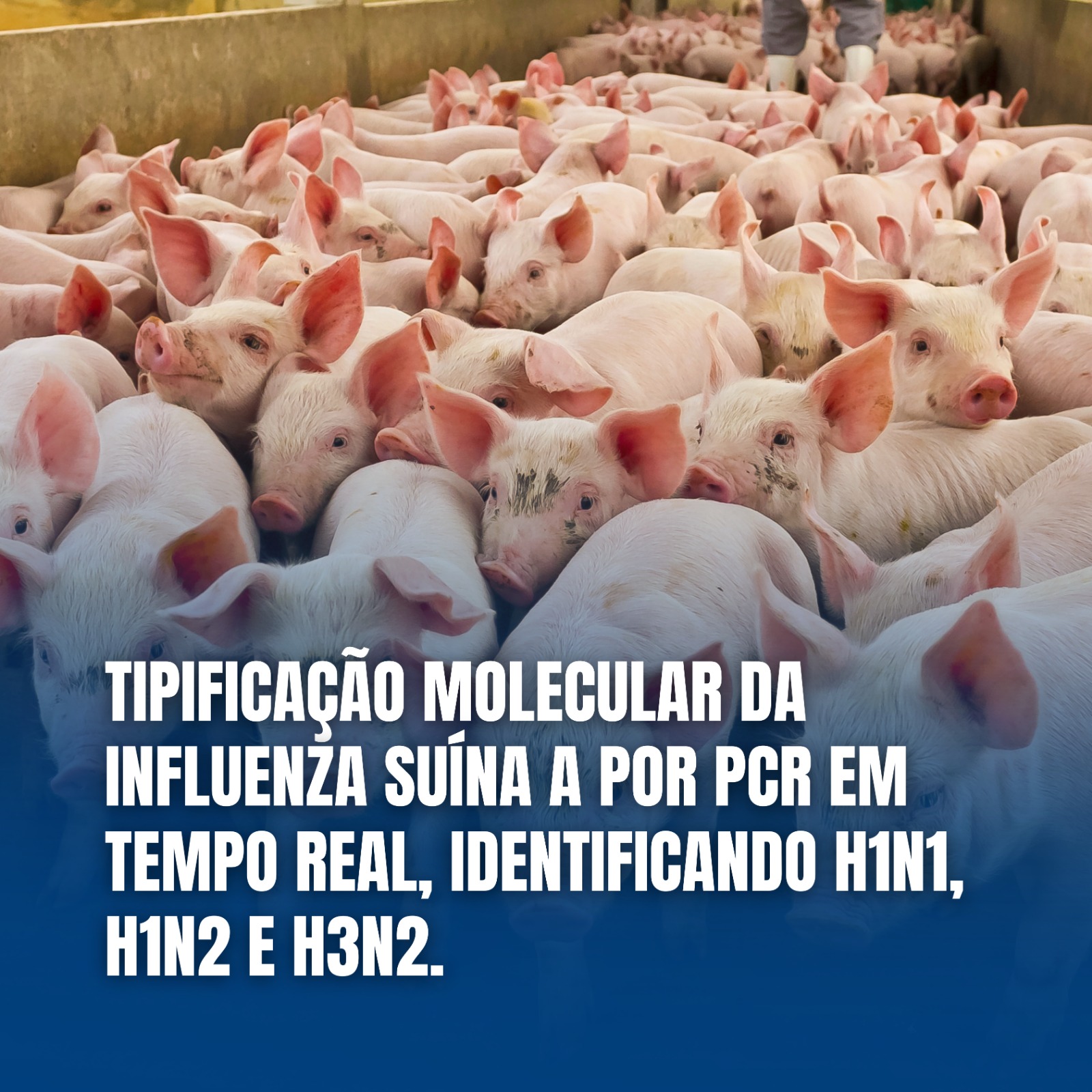 Tipificação Molecular da Influenza Suína A por PCR em tempo real (H1N1 • H1N2 • H3N2)